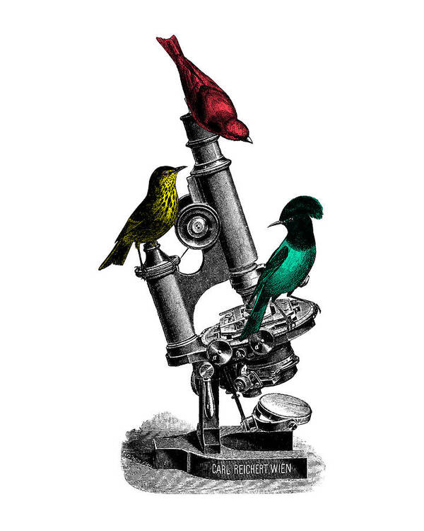 Bird Poster featuring the digital art Microscopic Birds by Madame Memento