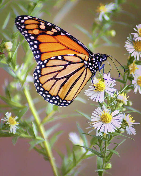 Monarch Butterfly Poster featuring the photograph Monarch Butterfly - Wild Aster by Nikolyn McDonald