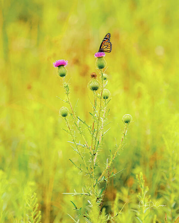 Monarch Butterfly Poster featuring the photograph Monarch on Thistle #3 by Pam DeCamp