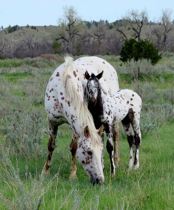 Horse Poster featuring the photograph Motherhood by Katie Keenan