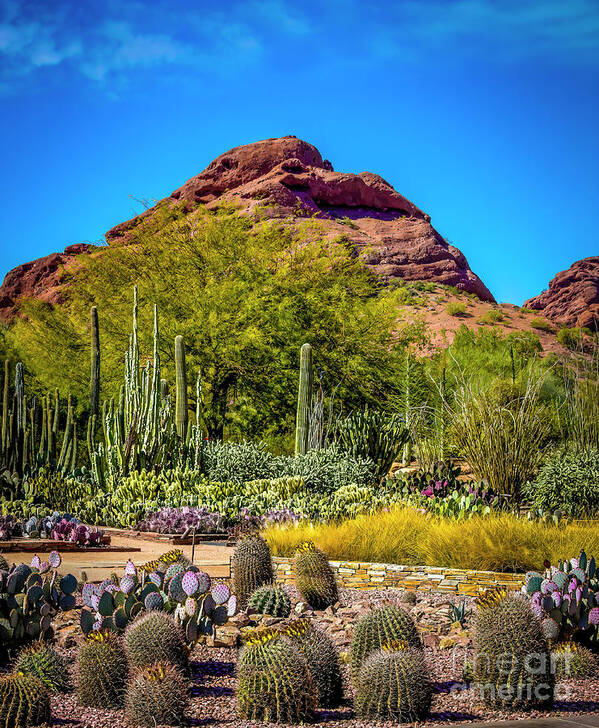 Jon Burch Poster featuring the photograph Mt. Papago and Cacti by Jon Burch Photography
