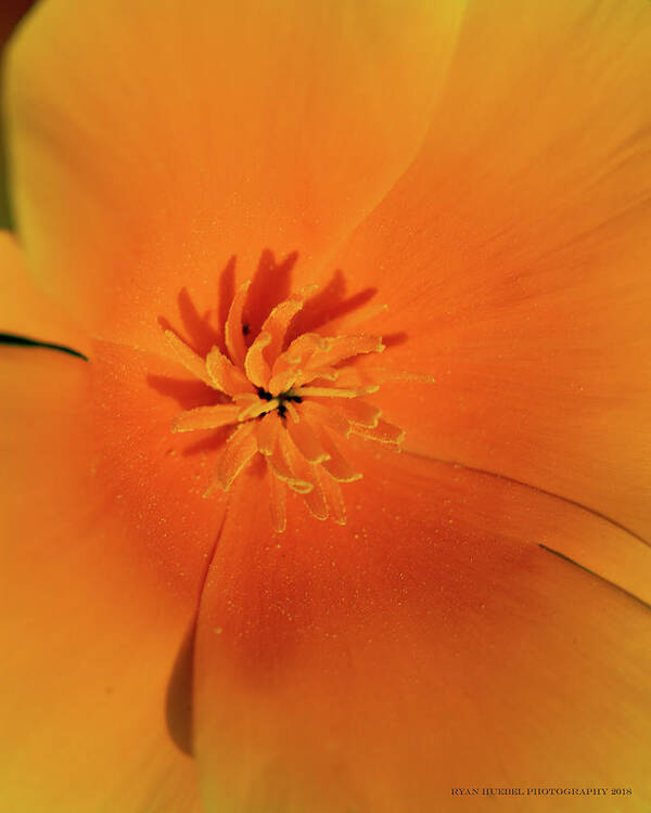 Poppy Poster featuring the photograph Natural Explosion by Ryan Huebel