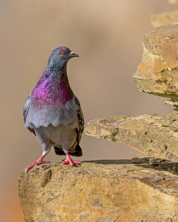 Rock Dove Poster featuring the photograph On The Ledge by Timothy McIntyre
