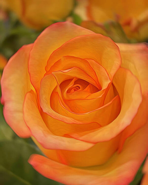 Tl Wilson Photography Poster featuring the photograph Orange Rose Vertical by Teresa Wilson
