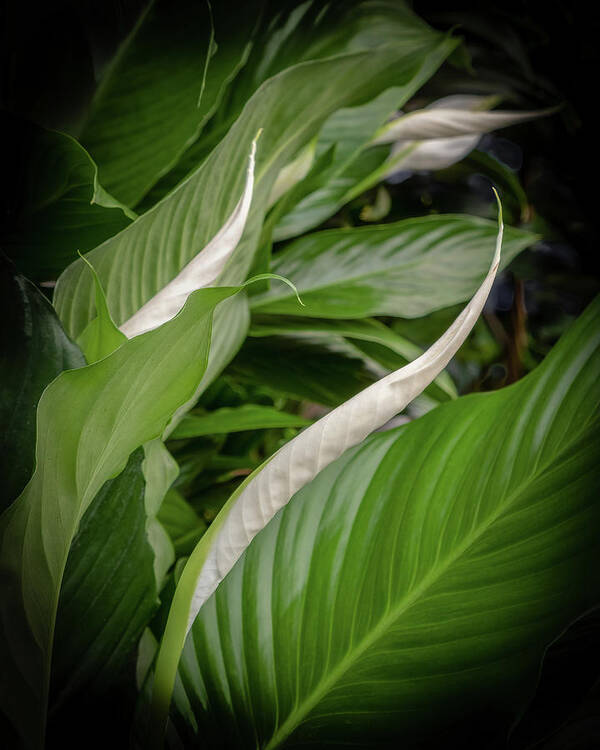 Peace Lily; Merrifield Gardens; Flower; Sympathy; Curve Poster featuring the photograph Peace Lily by Georgette Grossman