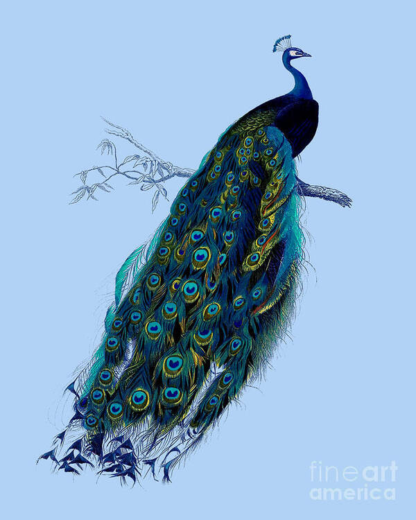 Peacock Poster featuring the digital art Peacock On Blue Background by Madame Memento