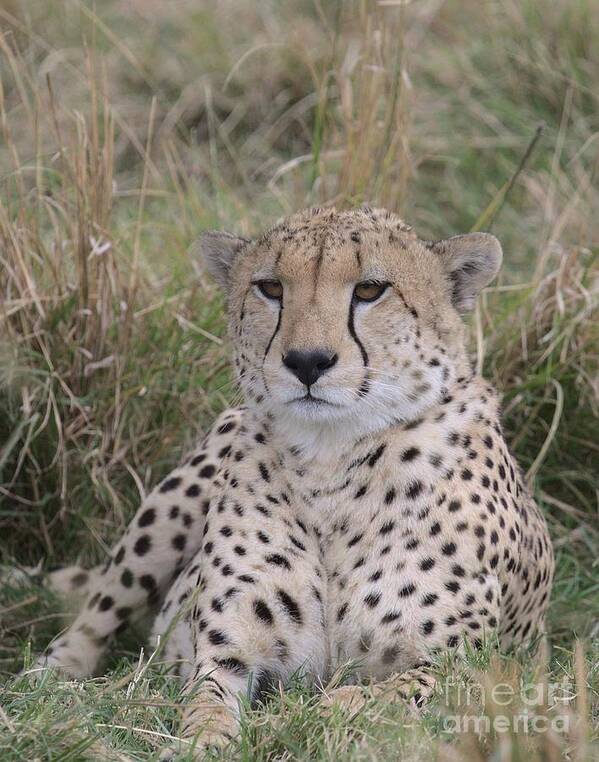 Cheetah Poster featuring the photograph Pensive by Nirav Shah