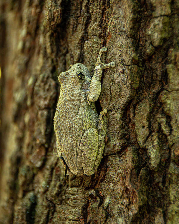 America Poster featuring the photograph Perfect Camouflage Gray Treefrog by Kristia Adams