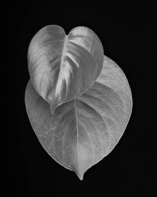 Philodendron Poster featuring the photograph Philodendron by Lynn Davis