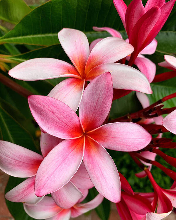 Plumeria Poster featuring the photograph Pink And Red Plumeria by Brian Eberly