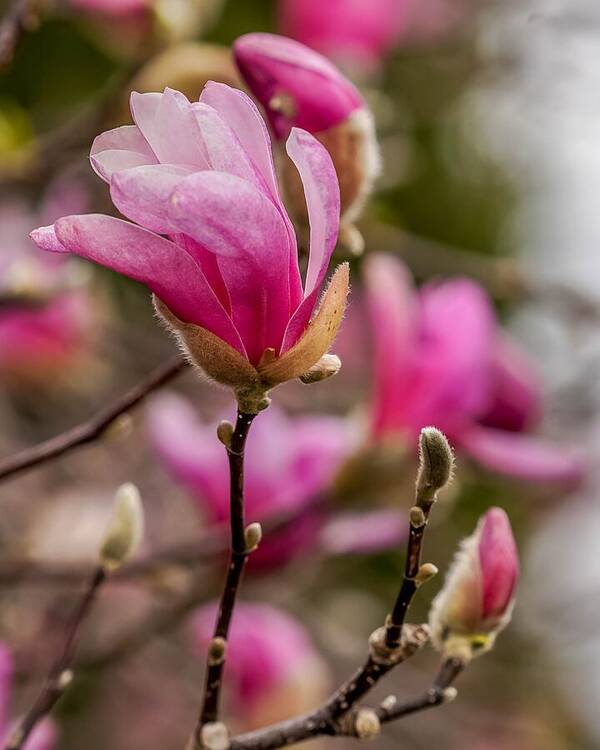 Spring Poster featuring the photograph Pink Magnolias by Susan Rydberg