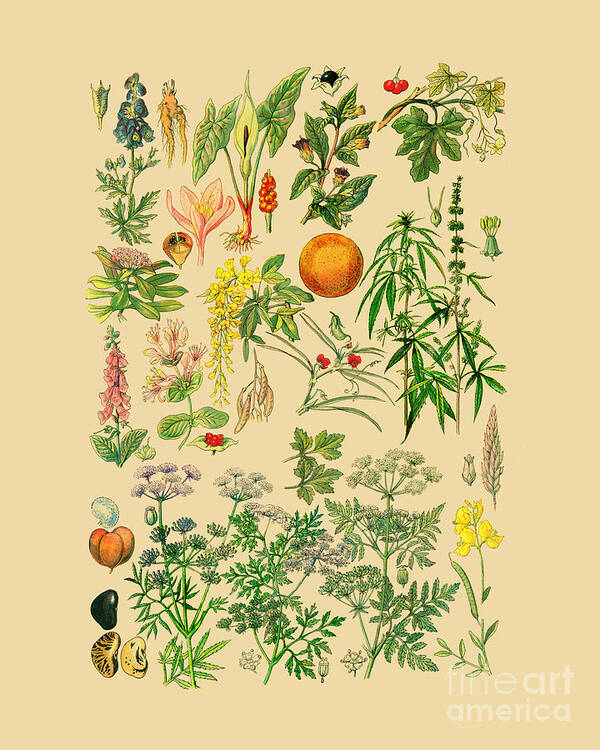 Botanical Poster featuring the digital art Plants And Weeds by Madame Memento