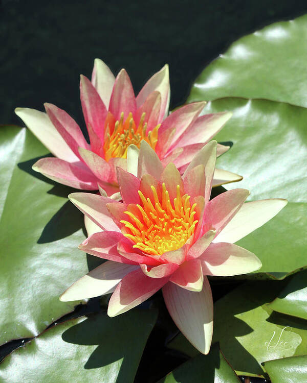 Water Lily Poster featuring the photograph Pretty Light Pink Water Lilies by D Lee