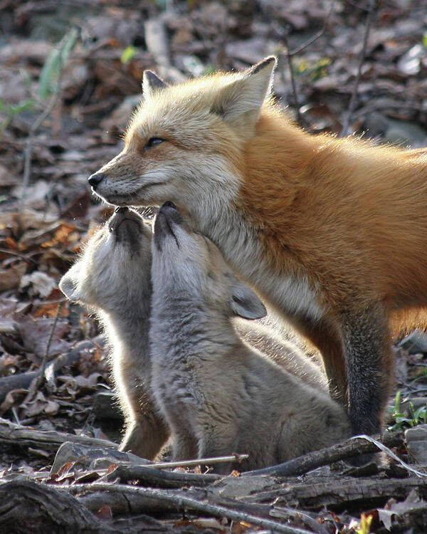 Red Fox Poster featuring the photograph Red Fox kits and parent by Doris Potter