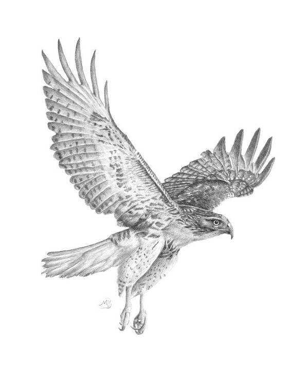 Hawk Poster featuring the drawing Red Tailed Hawk in Flight by Monica Burnette