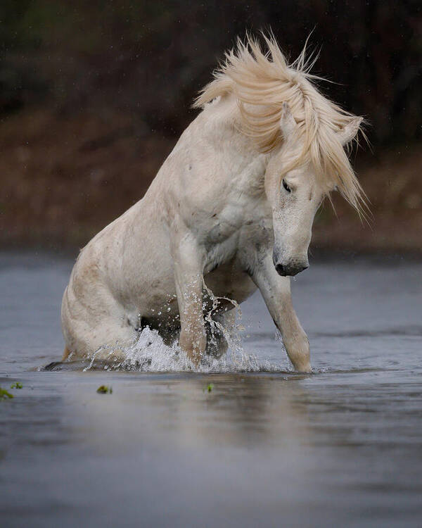 Stallion Poster featuring the photograph Rising from the River. by Paul Martin