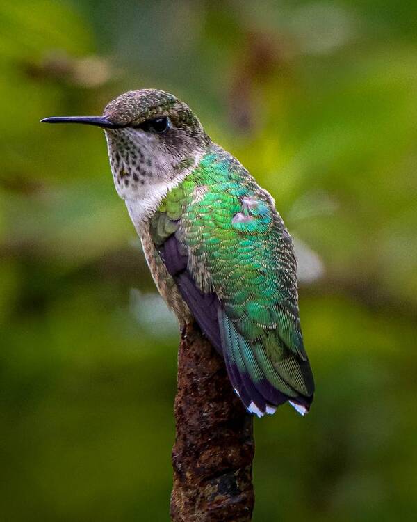 Hummingbird Poster featuring the photograph Ruby-throated Hummingbird Portrait by Susan Rydberg