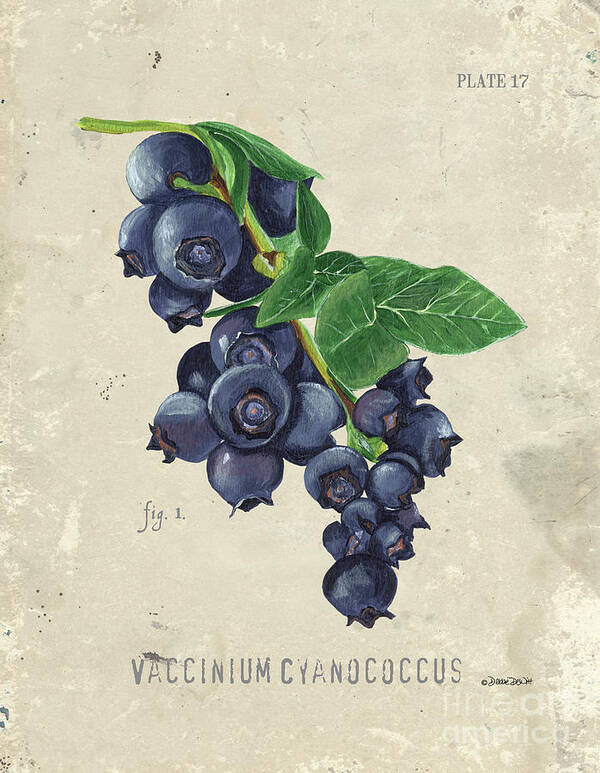 Blueberries Poster featuring the painting Scientific Fruit 1 by Debbie DeWitt