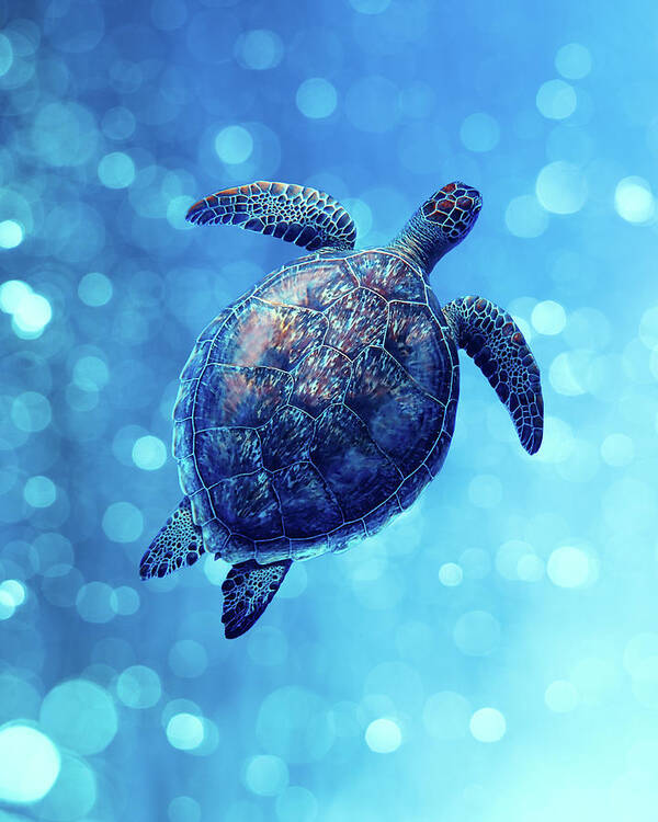 Animal Poster featuring the photograph Sea Turtle Bubbly Blues by Laura Fasulo