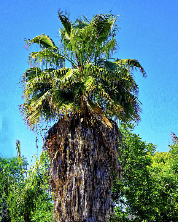 Tree Poster featuring the photograph Shaggy Palm Tree by Andrew Lawrence