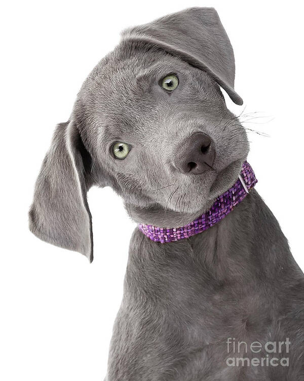 Dog Poster featuring the photograph Silver Lab Puppy Joy by Renee Spade Photography