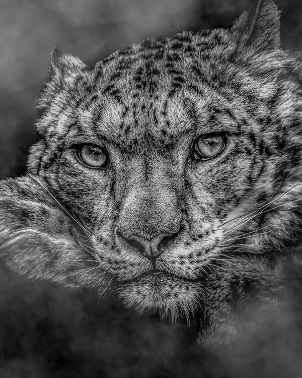 Snow Poster featuring the photograph Snow Leopard in the fog by Chris Boulton