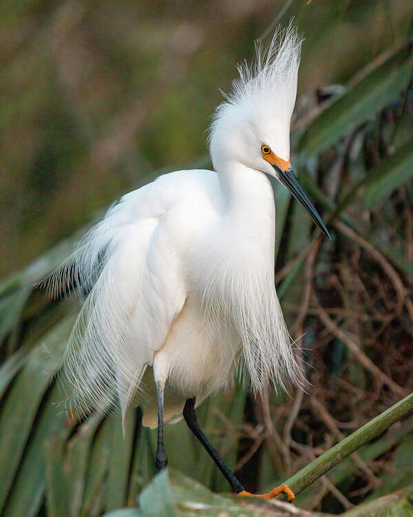 2022 Poster featuring the photograph Snowy Egret 3759 by Teresa Wilson