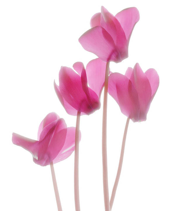 Cyclamen Poster featuring the photograph Softly Transparent by Marsha Tudor