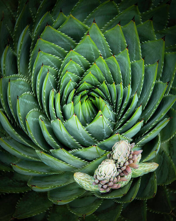 Aloe Flower Poster featuring the photograph Spiralling by Shelby Erickson