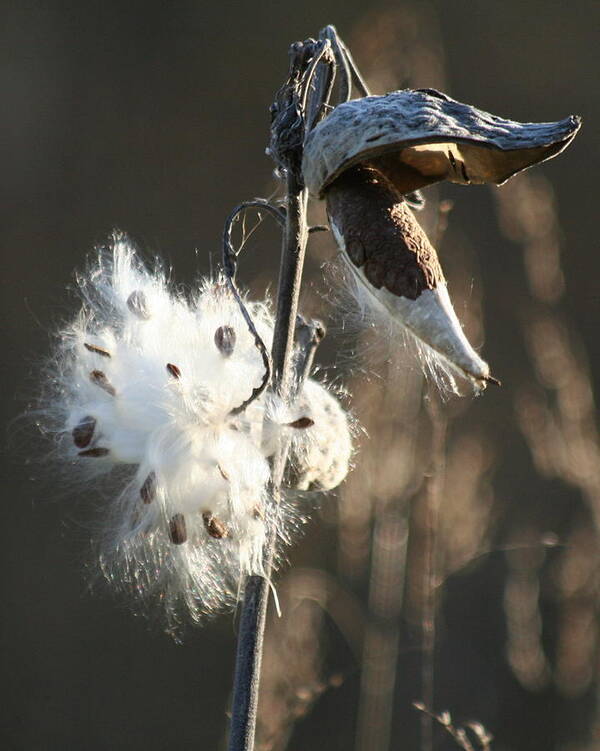Milkweed Poster featuring the photograph Spreading Seeds II by Diane Merkle