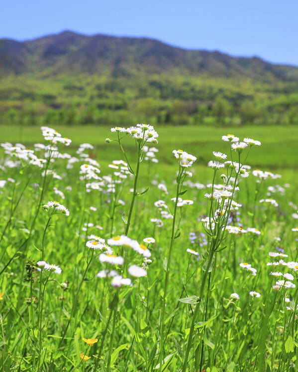 Spring Flowers In Cades Cove Poster featuring the photograph Spring Flowers In Cades Cove by Dan Sproul