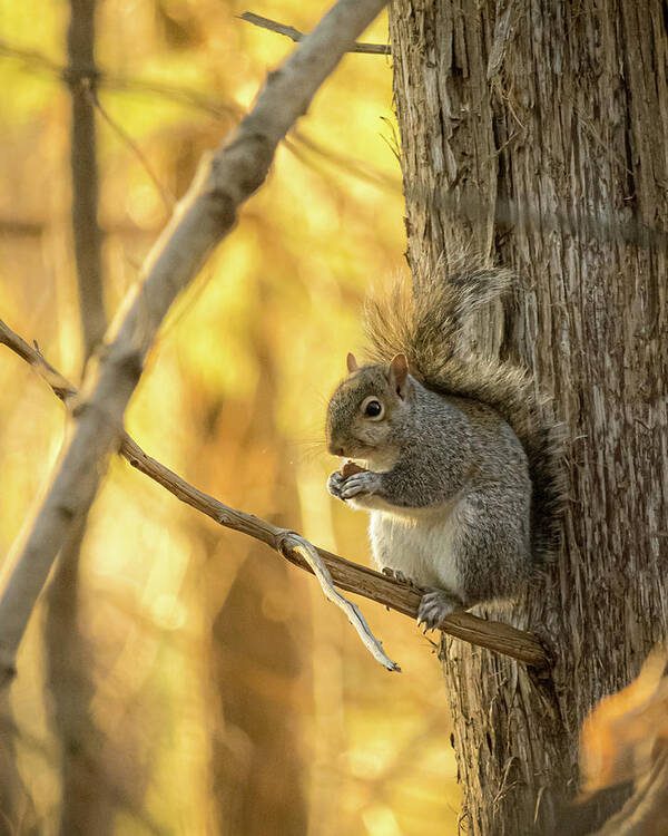 Nature Poster featuring the photograph Squirrel Lunch by Rick Nelson