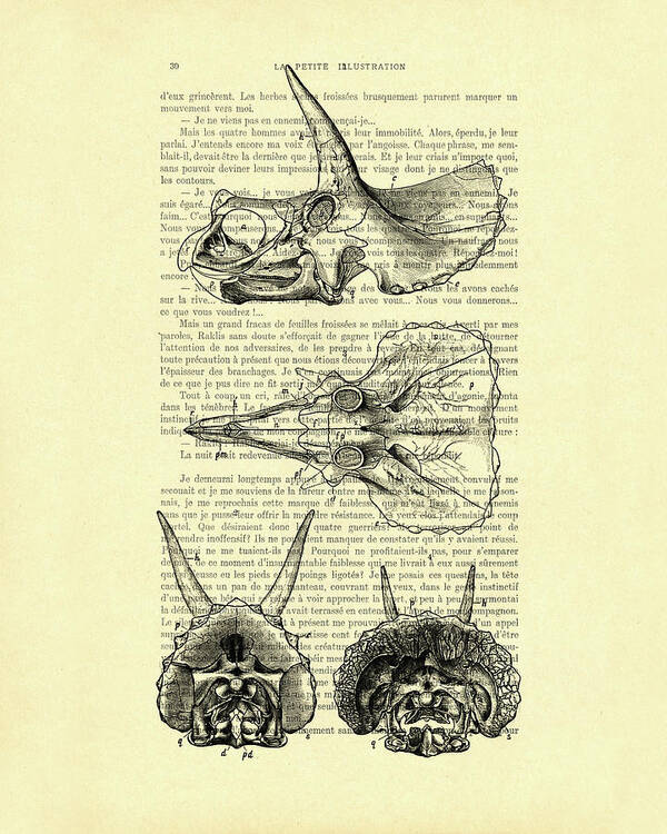 Sterrholophus Poster featuring the mixed media Sterrholophus and Triceratops Skulls by Madame Memento