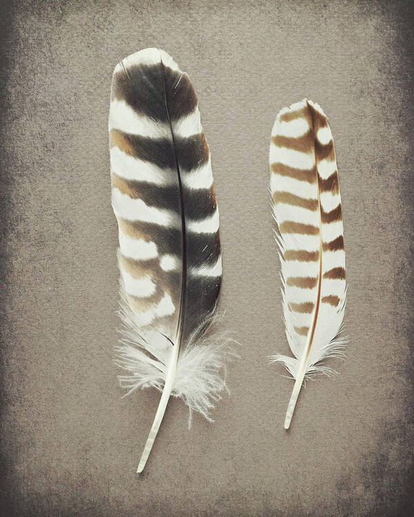 Feathers Poster featuring the photograph Striped Pair by Lupen Grainne