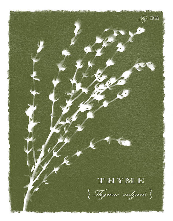 Olive Poster featuring the painting Sunprinted Herbs in Green - Thyme - Art by Jen Montgomery by Jen Montgomery