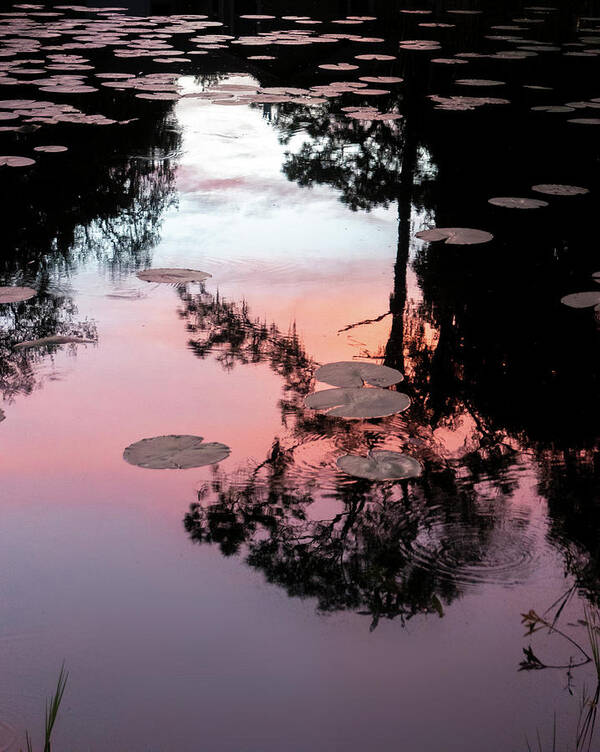 Reflection Poster featuring the photograph Sunset on a Florida pond by Karen Rispin