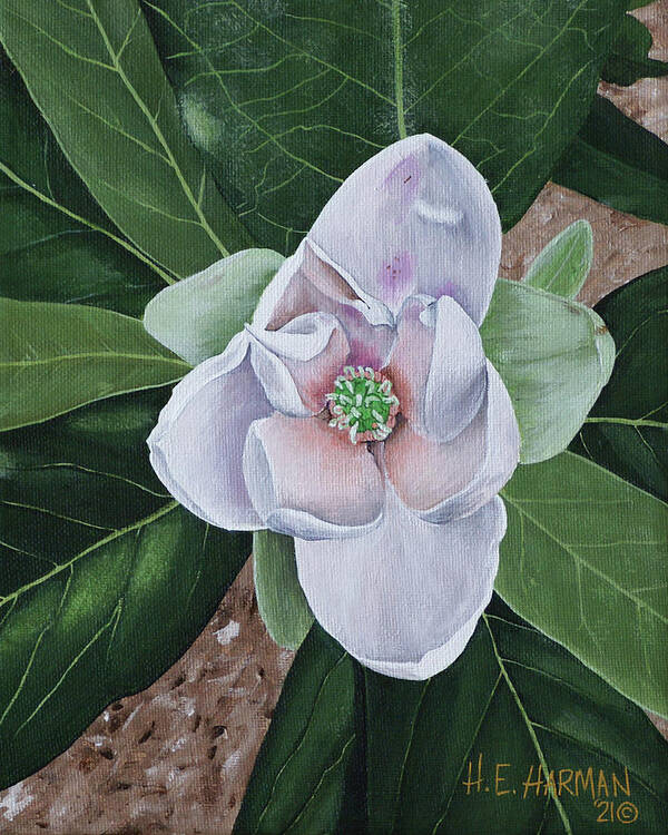 Sweetbay Magnolia Poster featuring the painting Sweetbay Magnolia by Heather E Harman