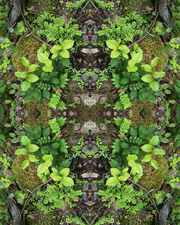 Nature Poster featuring the photograph The Forest Floorist #1 Double Mirrored by Ben Upham III