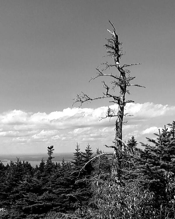 Tree Poster featuring the photograph The Old Man BW by Lee Darnell