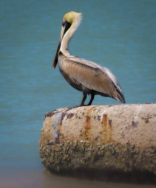 Pelican Poster featuring the photograph The Sentry by Vicky Edgerly