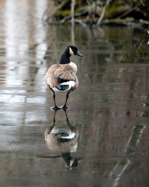 Canadian Goose Poster featuring the photograph Thin Ice by Kevin Suttlehan
