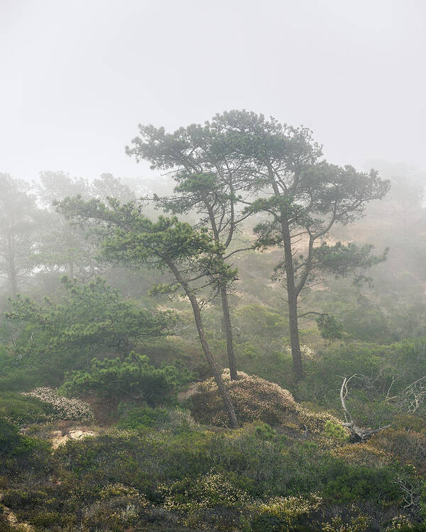 Torrey Pines Poster featuring the photograph Three Pines in Coastal Fog by Joseph Smith