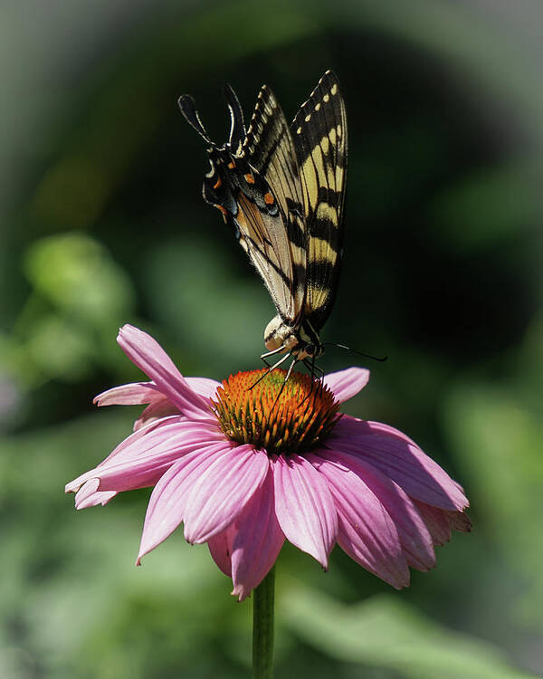 Swallowtail Poster featuring the photograph Top of the World by Tana Reiff