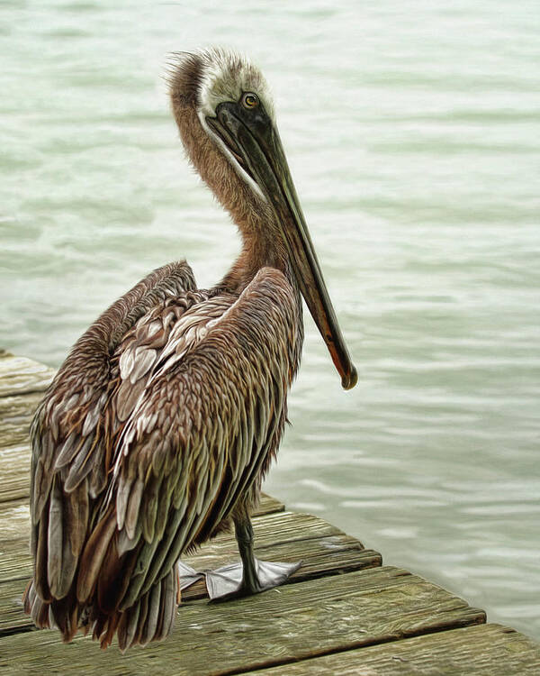 Pelican Poster featuring the photograph Tough Old Bird by Brad Barton