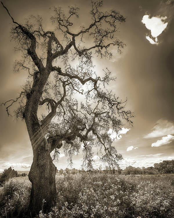 Tree Poster featuring the photograph TREE AND LIFE, SEPIA, California by Don Schimmel