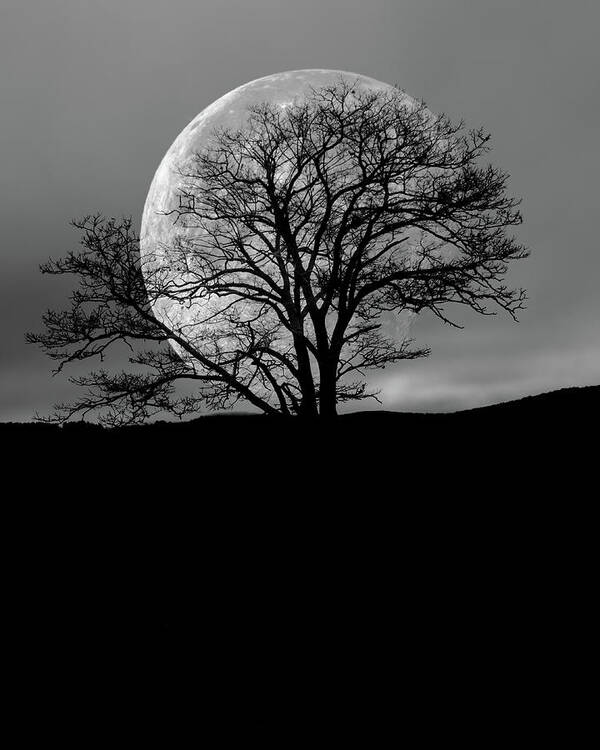 Moon Poster featuring the photograph Tree and Moon by Bob Orsillo