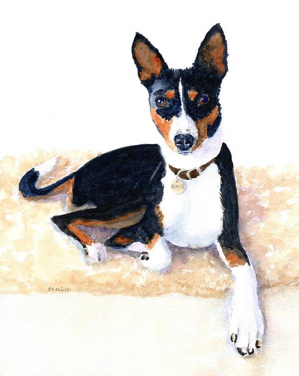 Basenji Poster featuring the painting Tri-color Basenji by Carlin Blahnik CarlinArtWatercolor