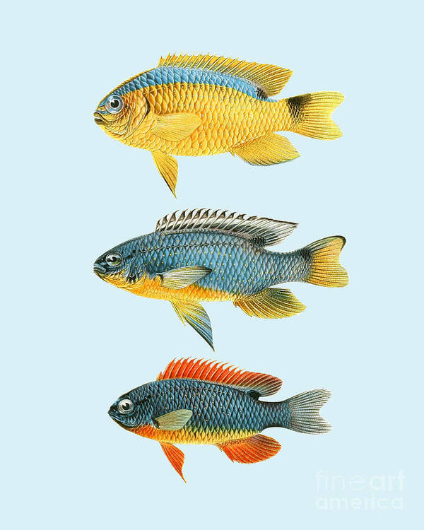 Fish Poster featuring the digital art Tropical fish chart by Madame Memento