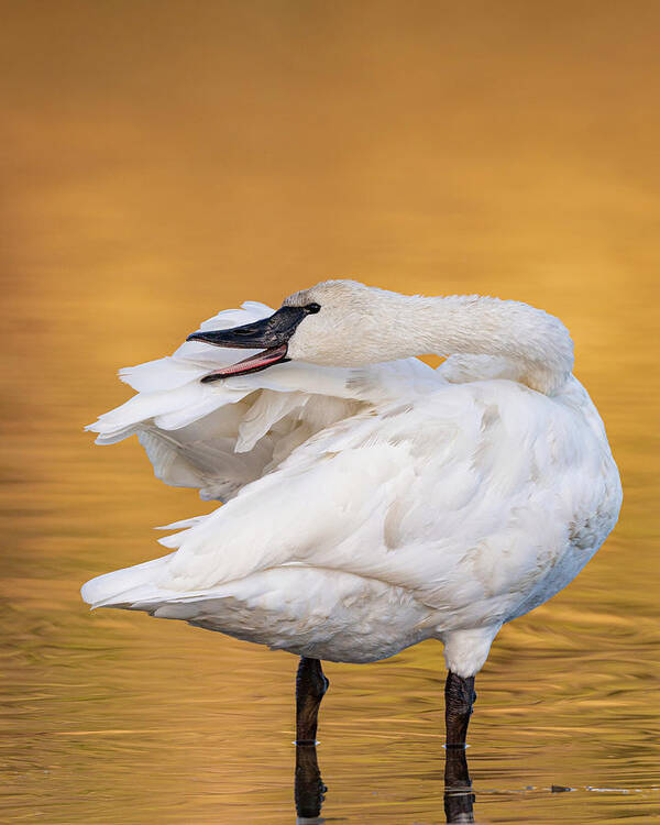 Alum Creek Poster featuring the photograph Trumpeter Swan by Maresa Pryor-Luzier