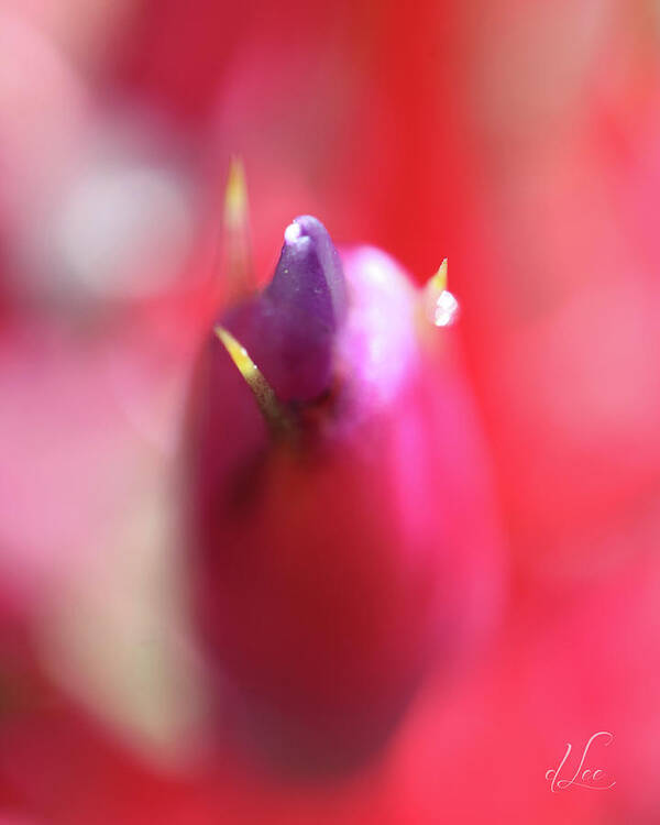 Red Poster featuring the photograph Up Close and Personal Bud by D Lee